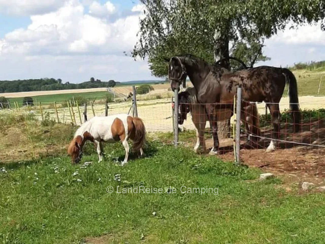 Close to animals at the Erlebnishof Hartmann