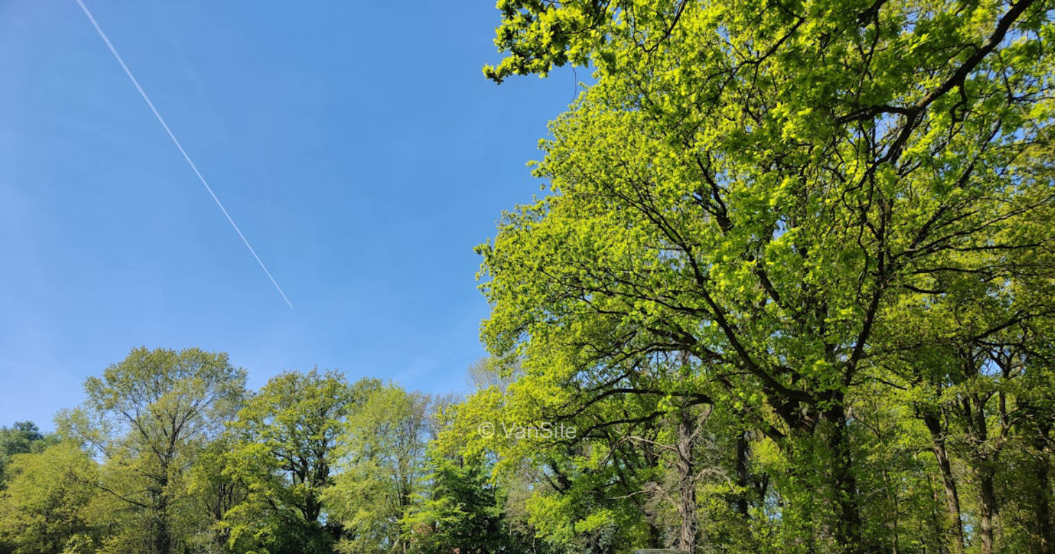 Kleine Weide unter Bäumen