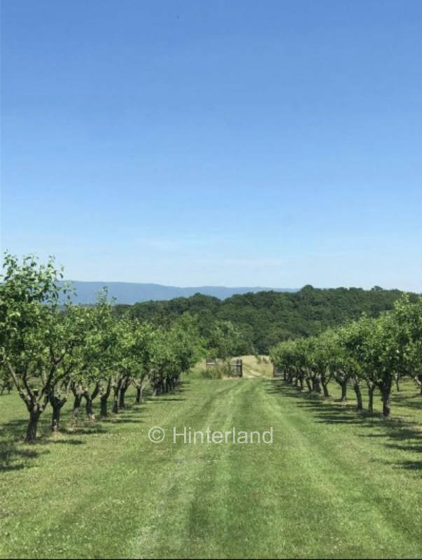 Apfelgarten in Tschechien mit Blick auf Erzgebirge