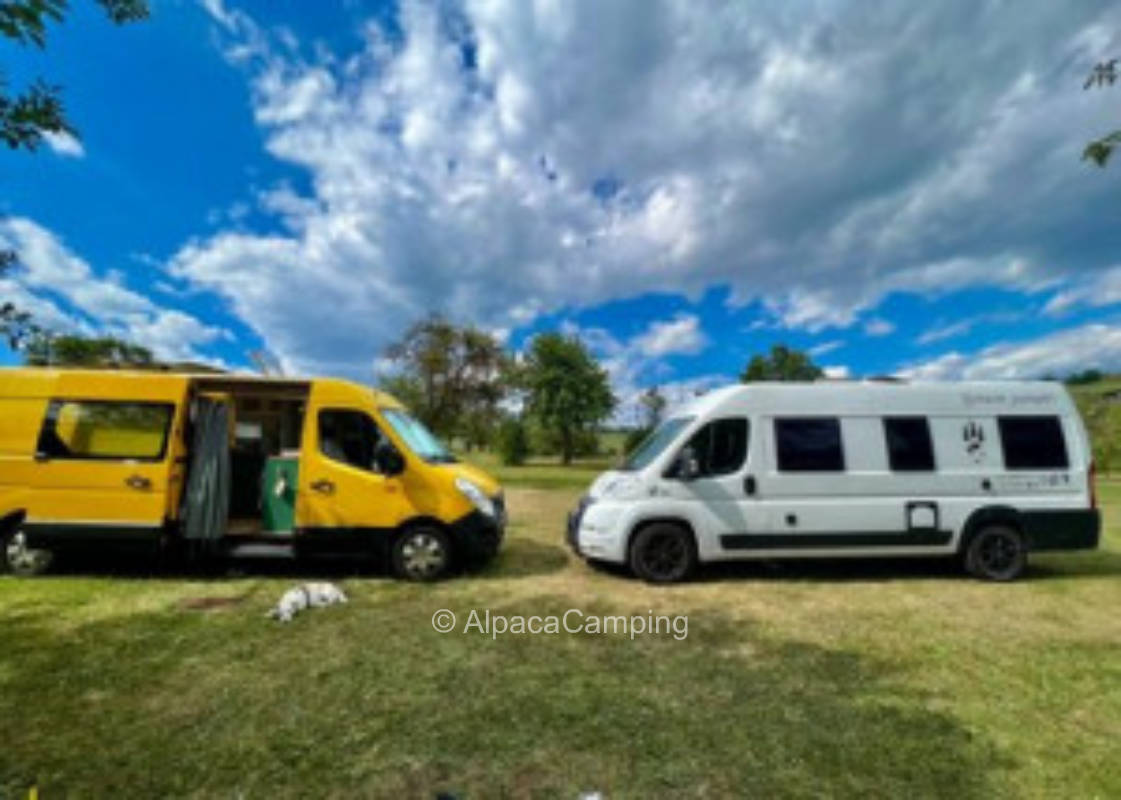 Umgeben von Bäumen auf einer grünen Wiese #2