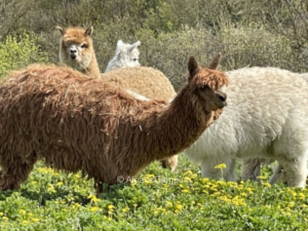 Stellplatz am Reiter/ Alpakahof #3