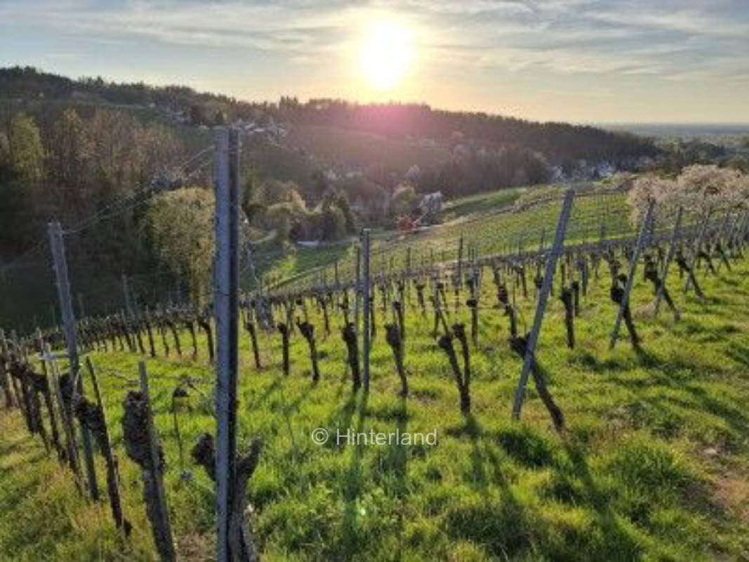 Idyllischer Hofplatz am Weinberg in Sasbachwalden