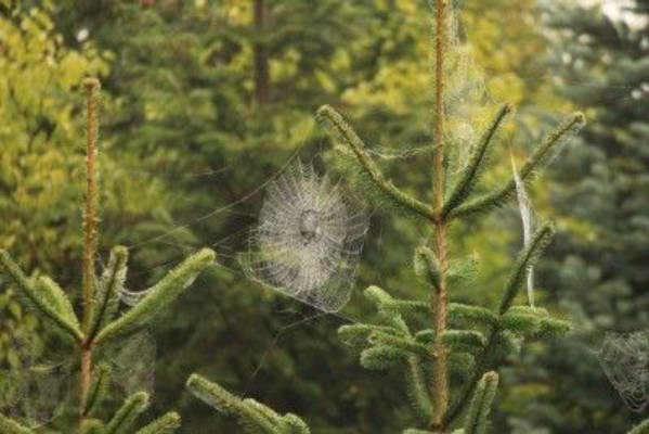 Pitch in the magic forest in the middle of nature