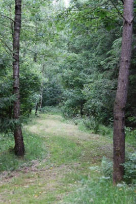 Natural woodland camping spot