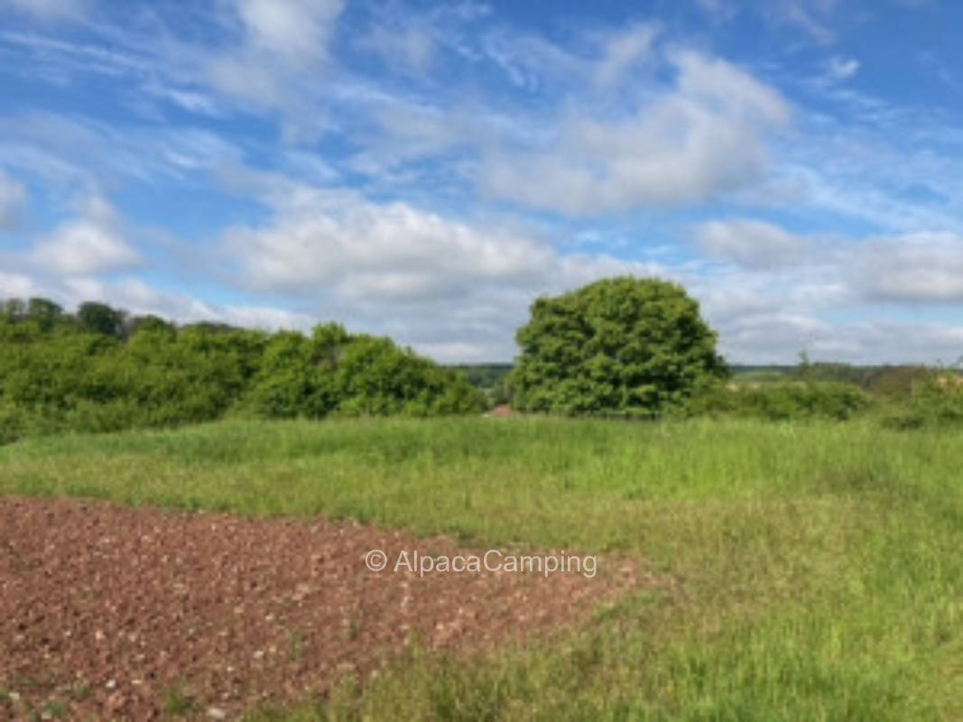 Meadow with vision #2