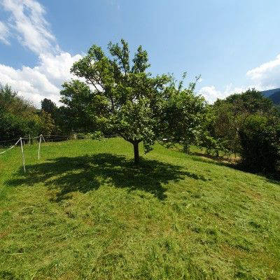 Under the Apple Tree in the Northern Black Forest