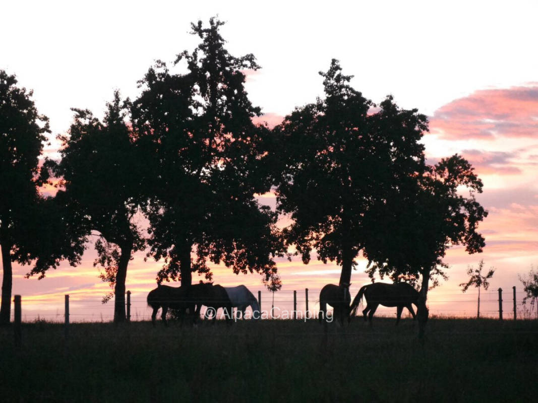 Relaxation in a quiet location on the horse farm #1