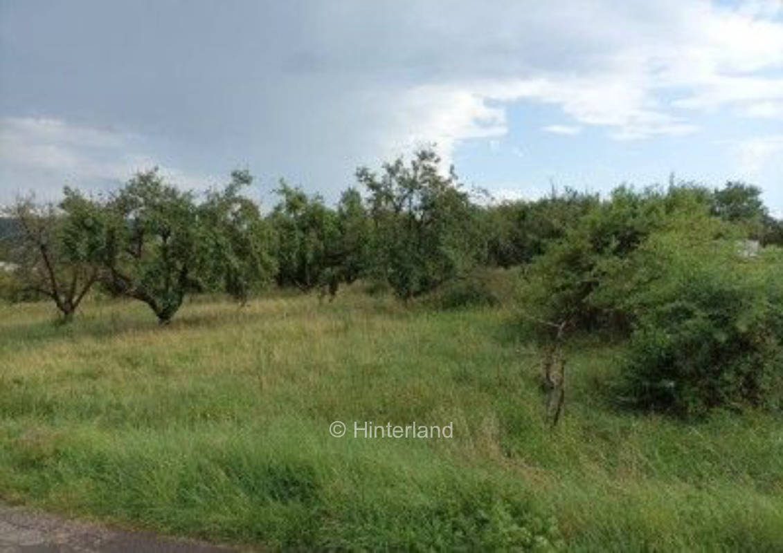 Zelten unter Sternen und Weinreben 