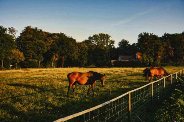 Zaun (Campspace 28308)