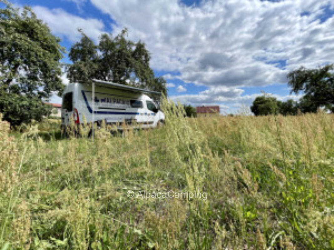 Orchard meadow at the field #4