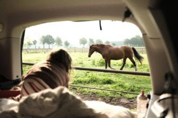 Reiten & Campen auf idyllischem Reiterhof LG Heide