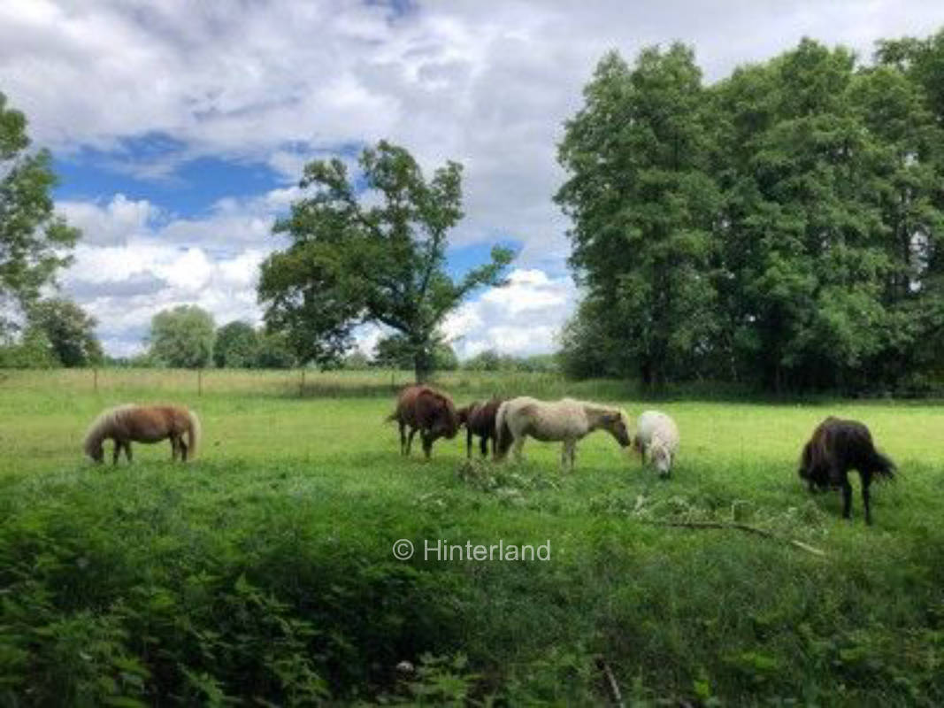 Natur pur - Pferde und Sternenhimmel 