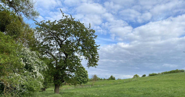 At the Cherry Tree