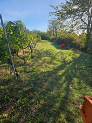 Camping at the Winery in Elster Valley