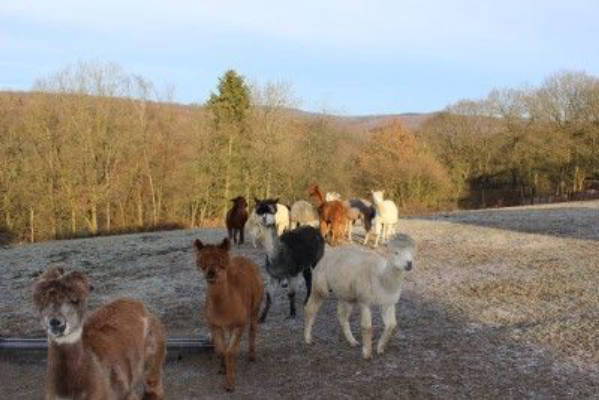 Dreaming with alpacas at the Iserbach loop