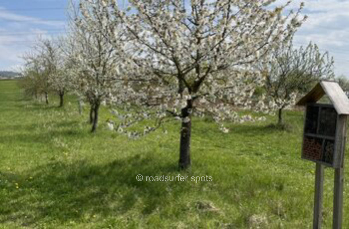 Wiese/Obstgarten