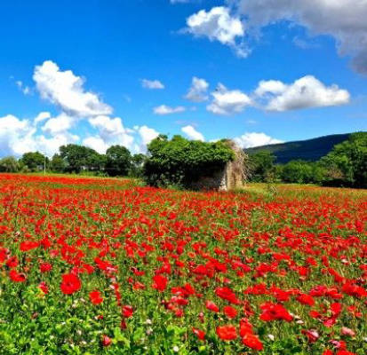 Umbria verde