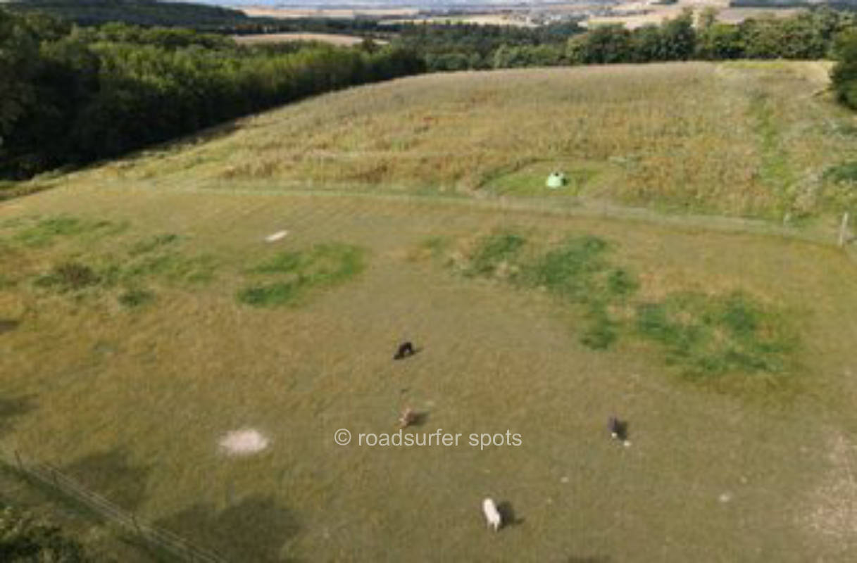 Camping next to llamas and alpacas