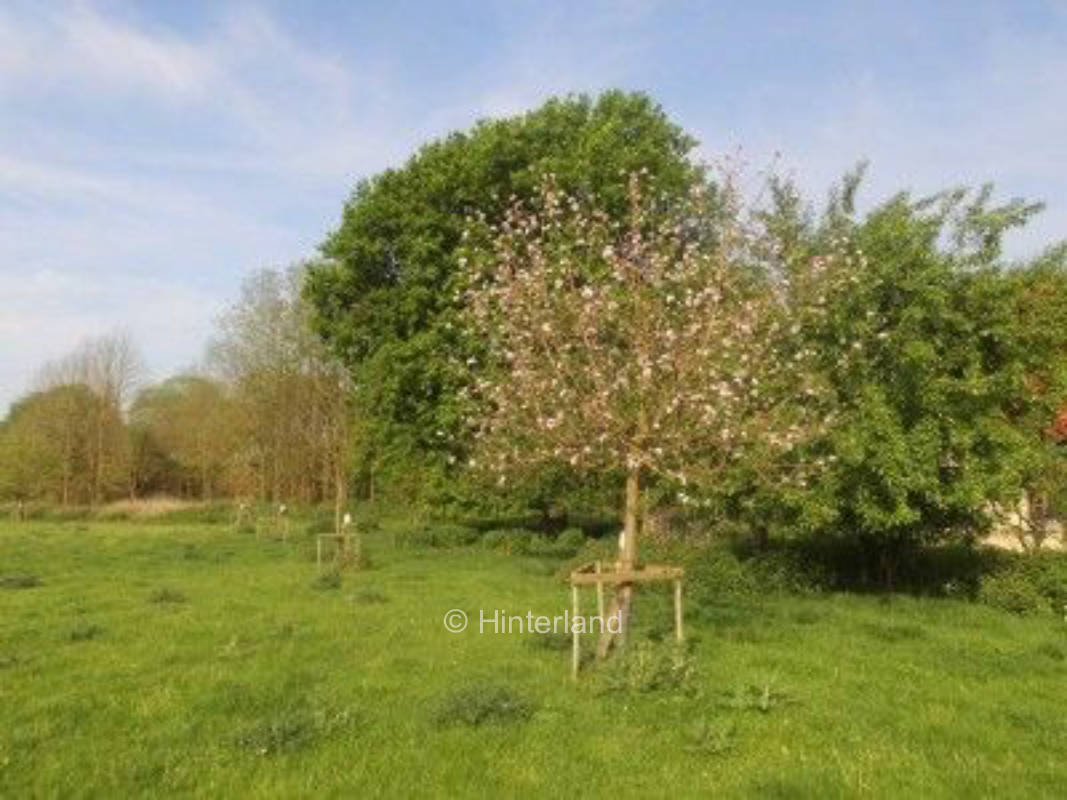 Pitch on organic meadow orchard
