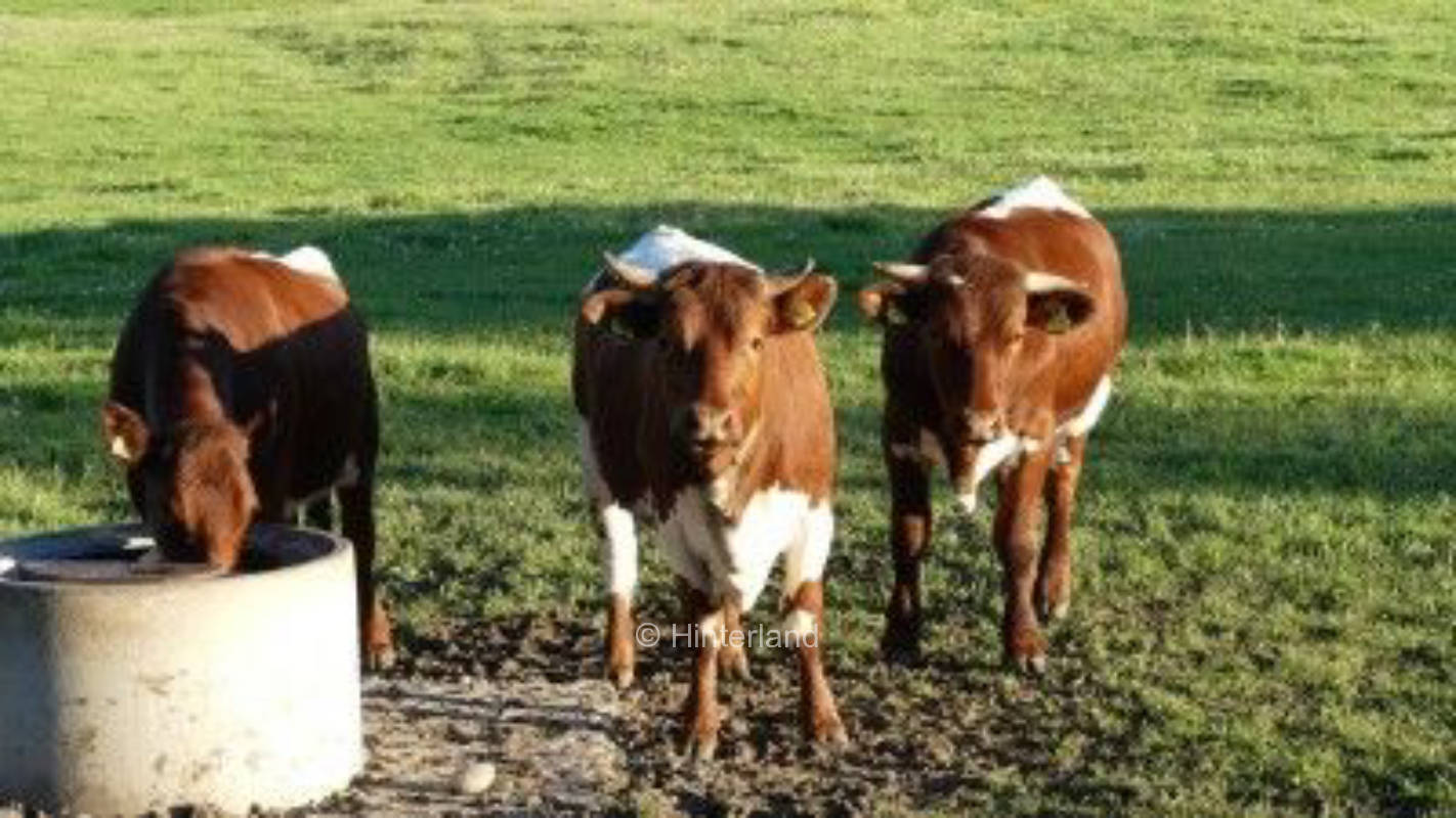 Stellplatz 2 am Grundlweiher