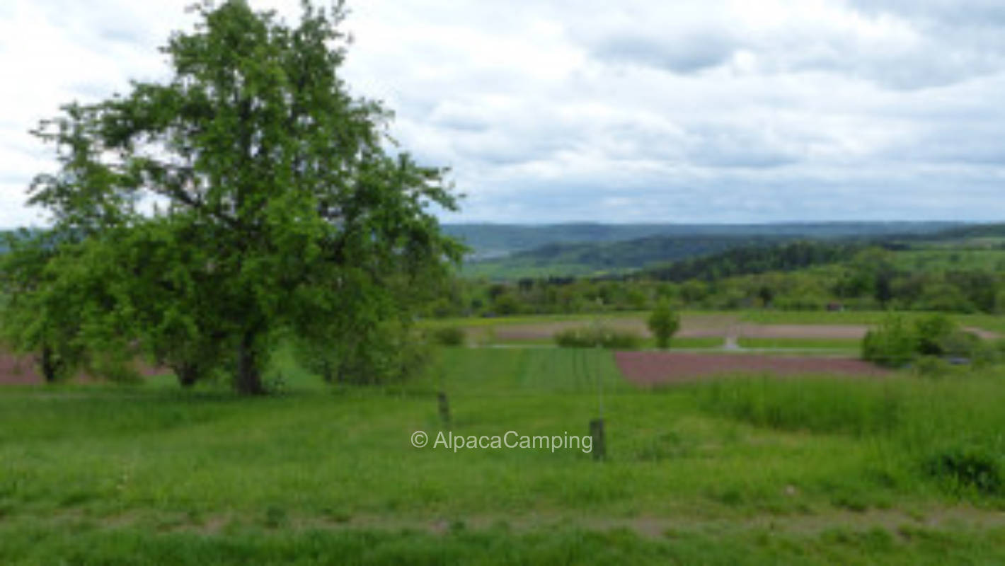 Schorndorf organic orchard #1