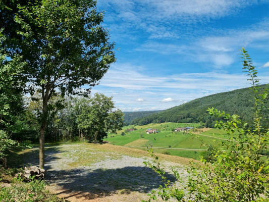 Schwarzwaldtannen mit panormablick