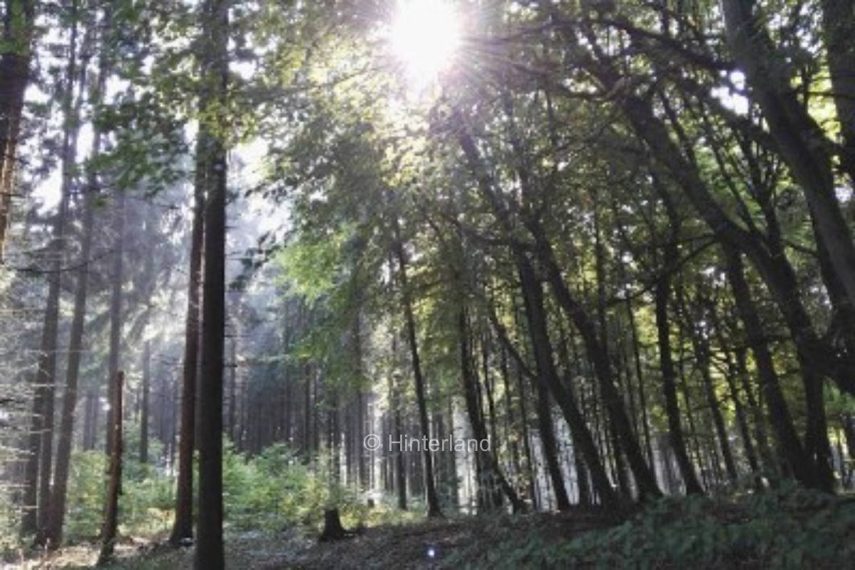 Beautiful meadow, in the middle of the forest, pure nature!