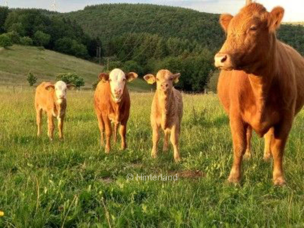 Platz auf dem Bio-Bauernhof am Schiefer-Wacken-Weg