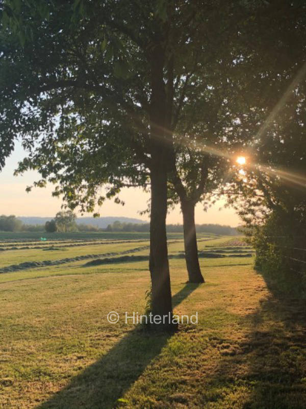 Green, idyllic meadow in beautiful Middle Franconia