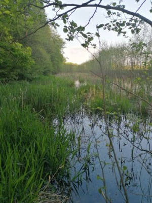 Romantic evenings next to rewilded area
