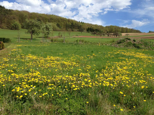 Wiesengrundstuck im remigiusland