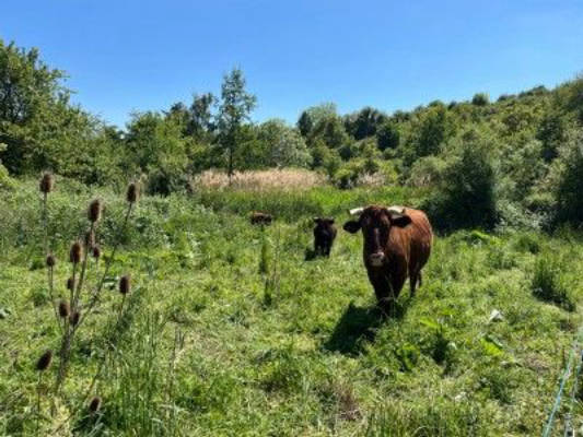 Pasture for cattle in beautiful Rheingau