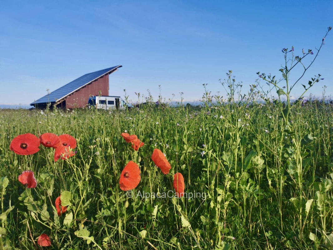 Pitch in the border triangle in quiet location #1