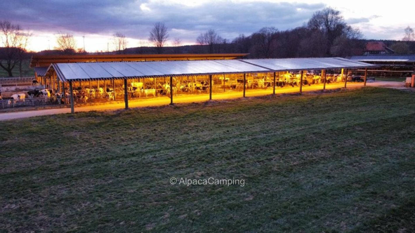 Camping where the cows live #1