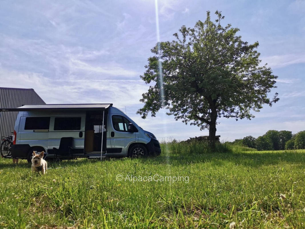 In the meadow at the edge of the forest #1