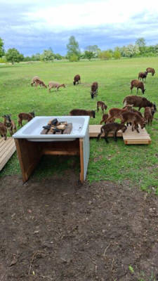 Schafwiese für autake Camper (Campspace 30076)