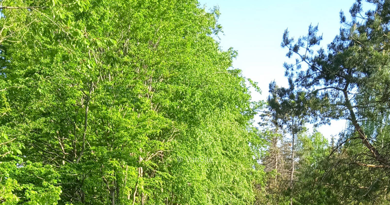 Camping on the edge of the forest in pasture