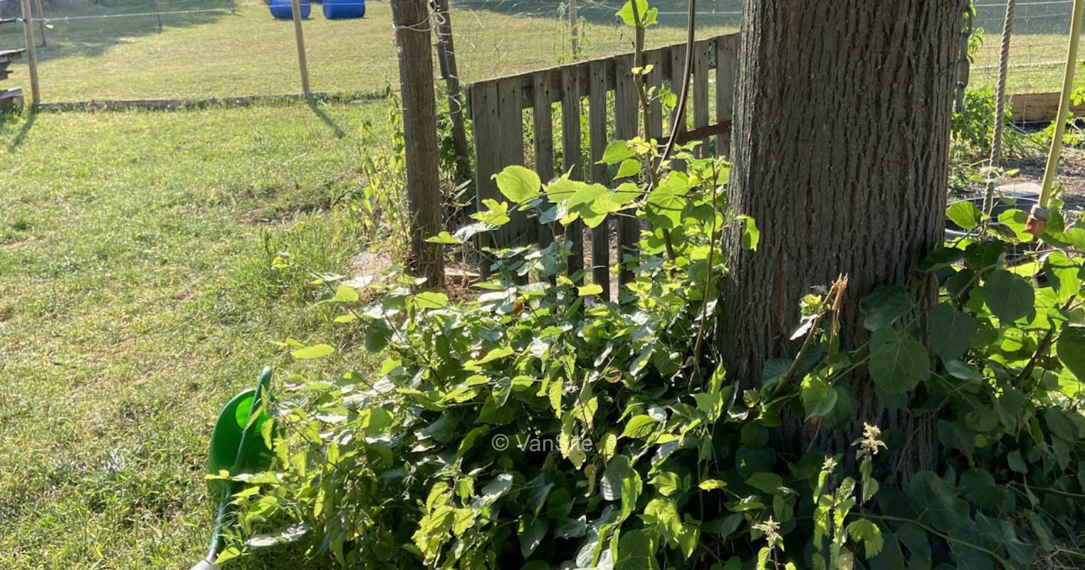 Auf Naturgrundstück zwischen Tieren
