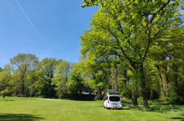 Kleine Weide unter Bäumen