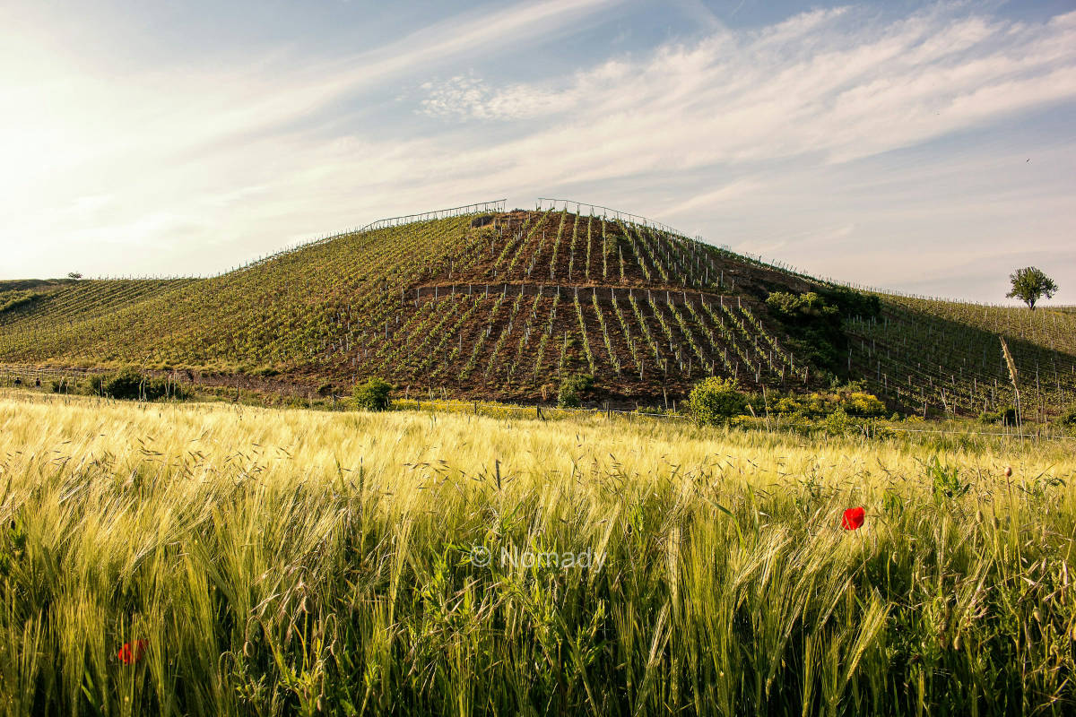 Wiese Weingut Traumblick Weinberge