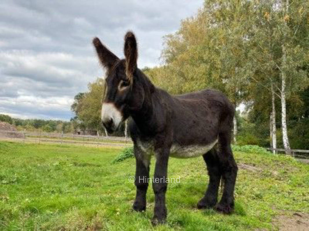 Übernachten an der Poitou-Esel-Weide im Wald, privater Stellplatz