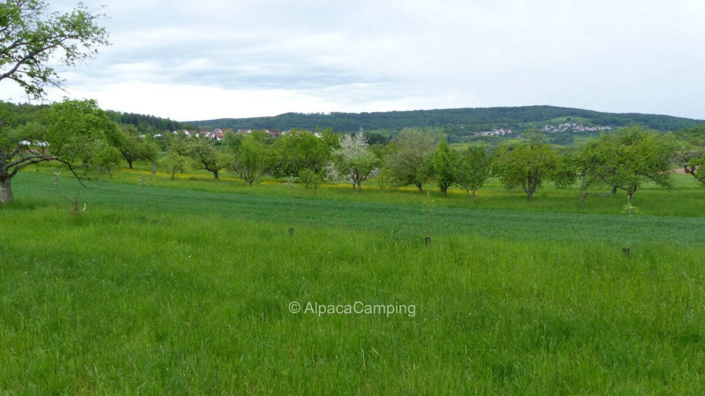 Organic orchard Berglener Höhe #2