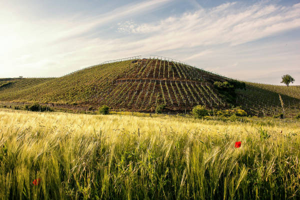 Meadow vineyard dreamview vineyards