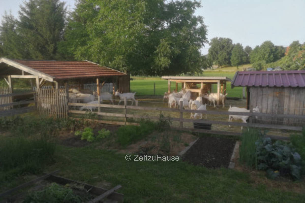 Camping on the goat farm