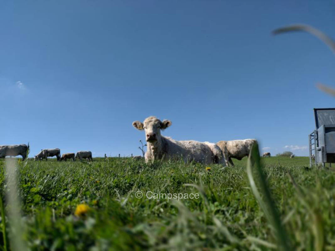 Campspace in Auw bei Prüm, Rheinland-Pfalz