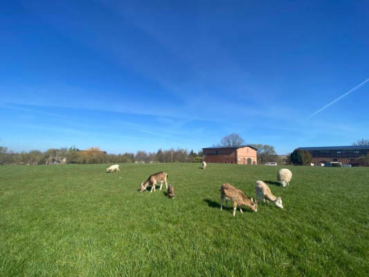 Campingwiese Zelte und Bullis (Campspace 2510)