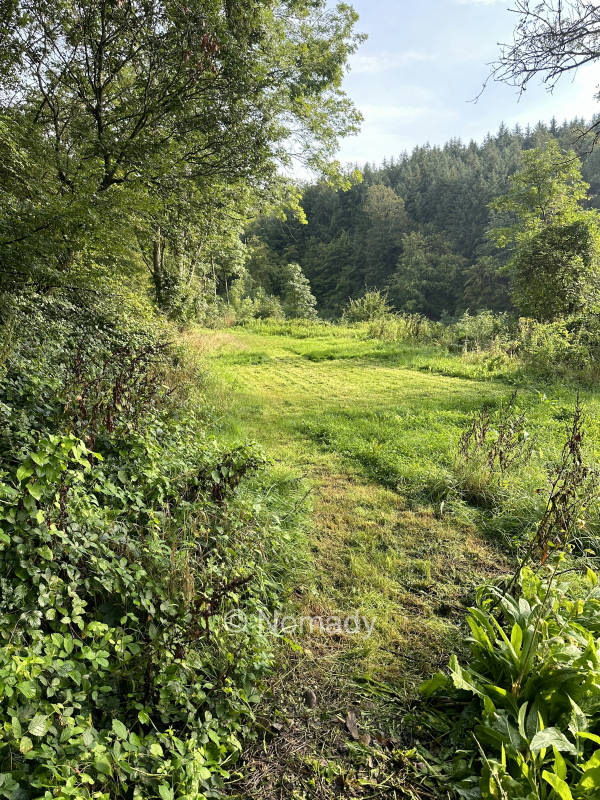 Waldwiese im Hunsrück / Soonwald