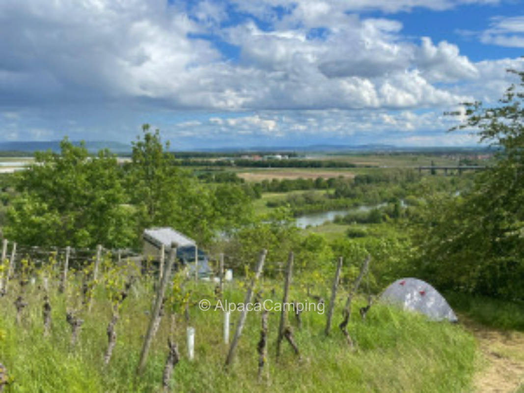 Only 4x4 or tent! - High up in the vineyard: Alone location with a far view over the Main (river).