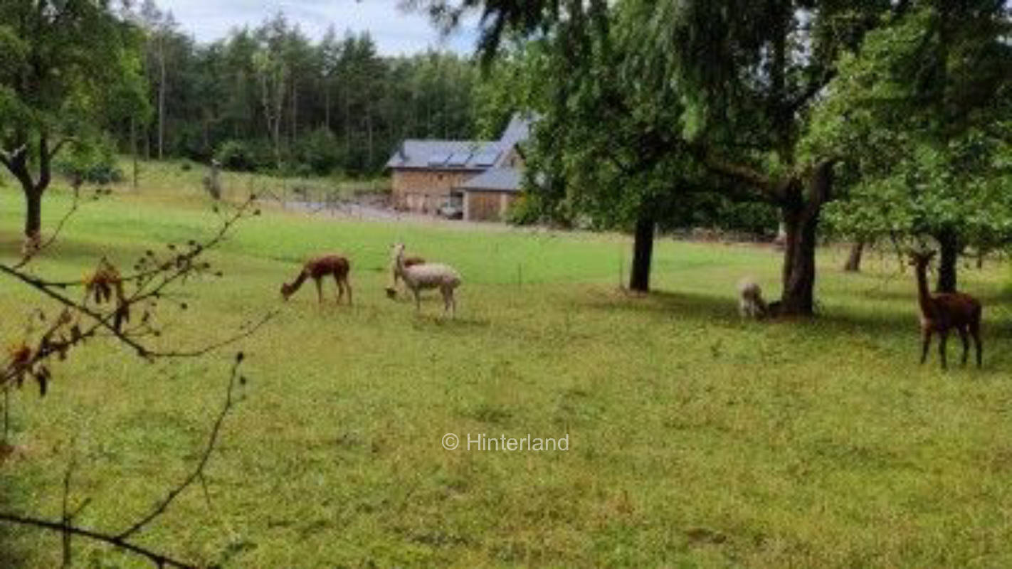 Alpaka-Stellplatz in der malerischen Eifel 