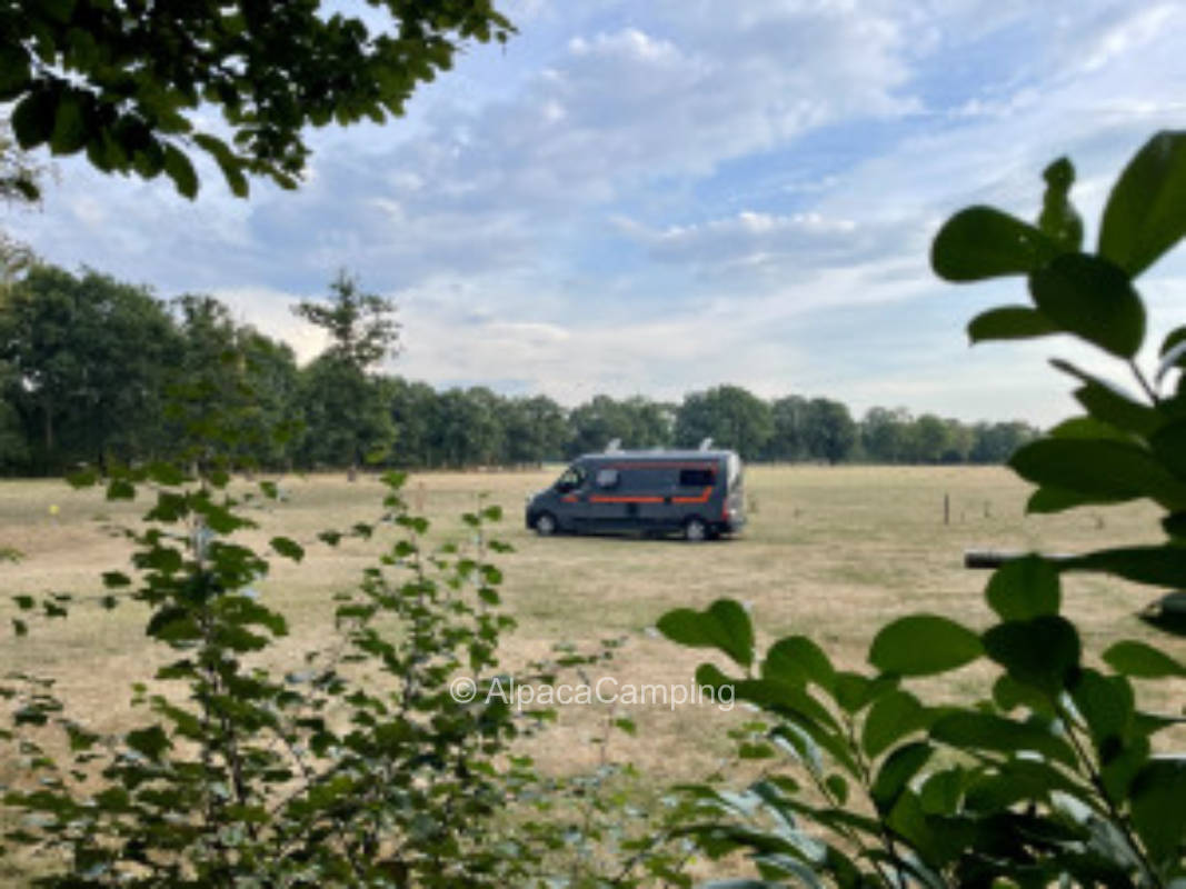 Idyllischer Stellplatz zwischen Alpakas und Kühen auf dem Ennenhof (Ferienhof, Lüneburger Heide) #2